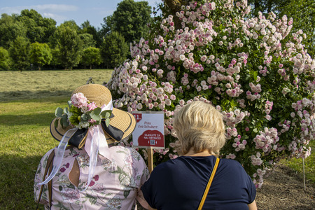 Frau Eva Schubert - glasovanje 2 foto Mateja Račevski